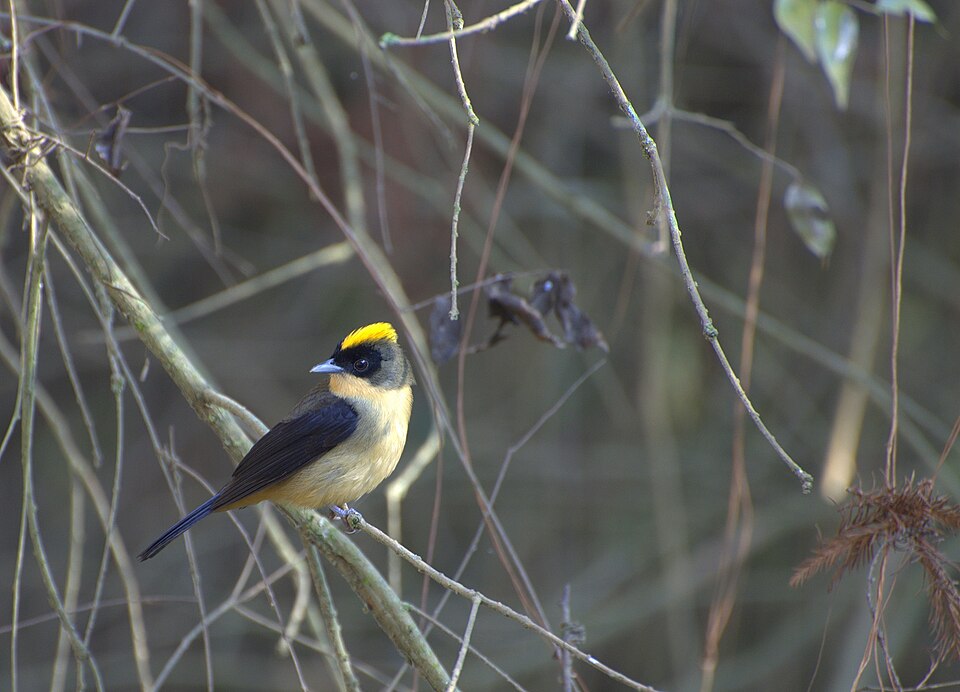 Black-goggled Tanager