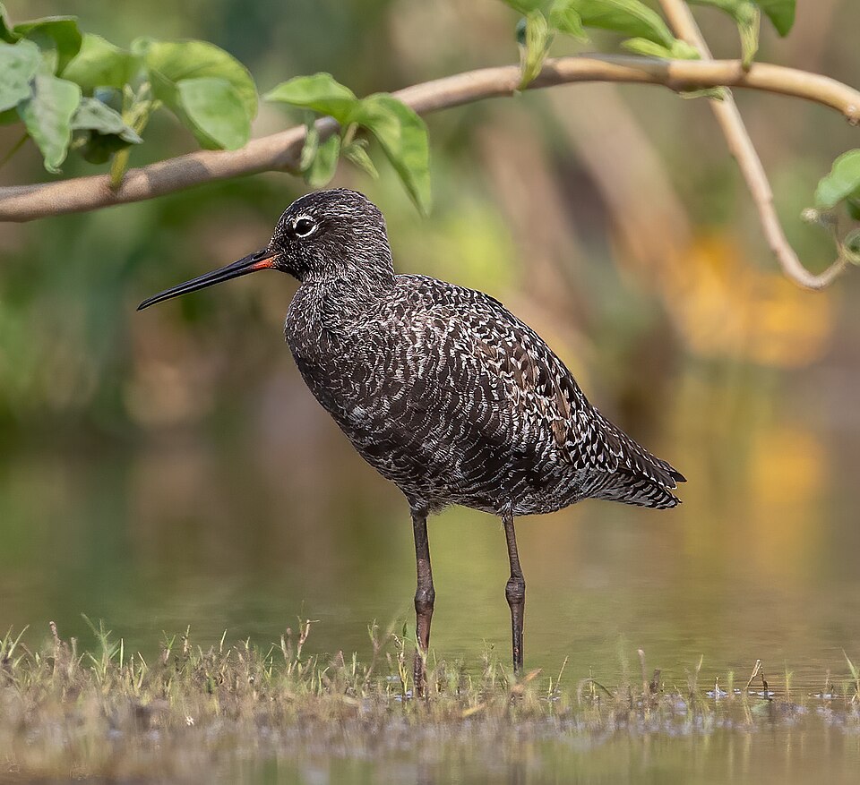 Spotted Redshank