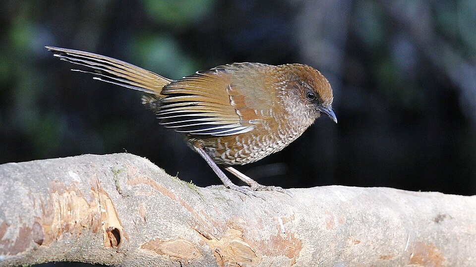 Brown-capped Laughingthrush