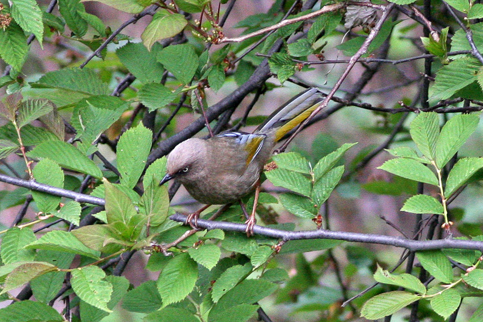 Elliot's Laughingthrush