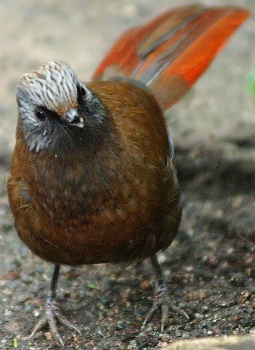 Red-winged Laughingthrush