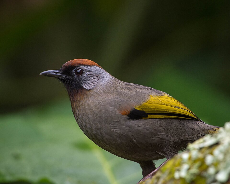 Silver-eared Laughingthrush