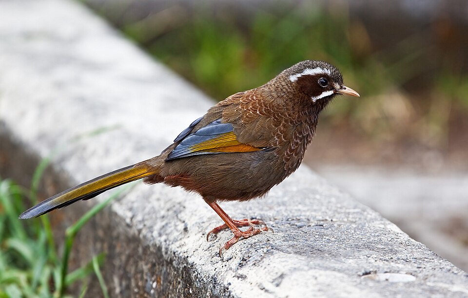 White-whiskered Laughingthrush