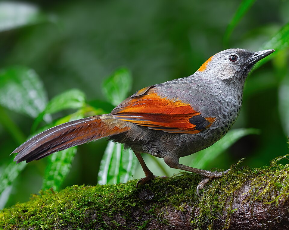 Golden-winged Laughingthrush