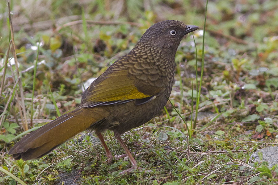 Scaly Laughingthrush