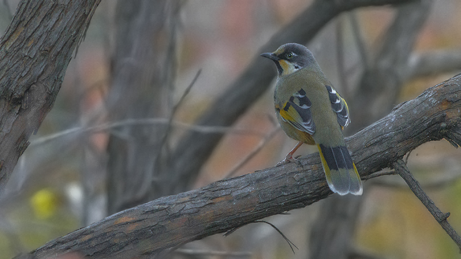 Variegated Laughingthrush
