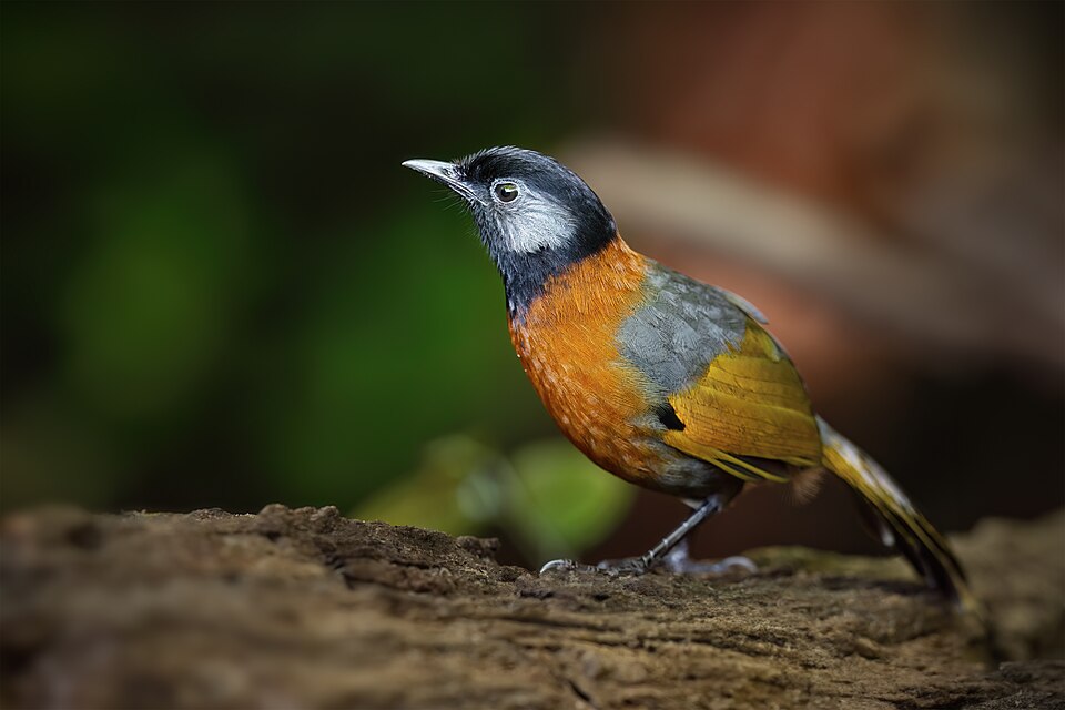 Collared Laughingthrush