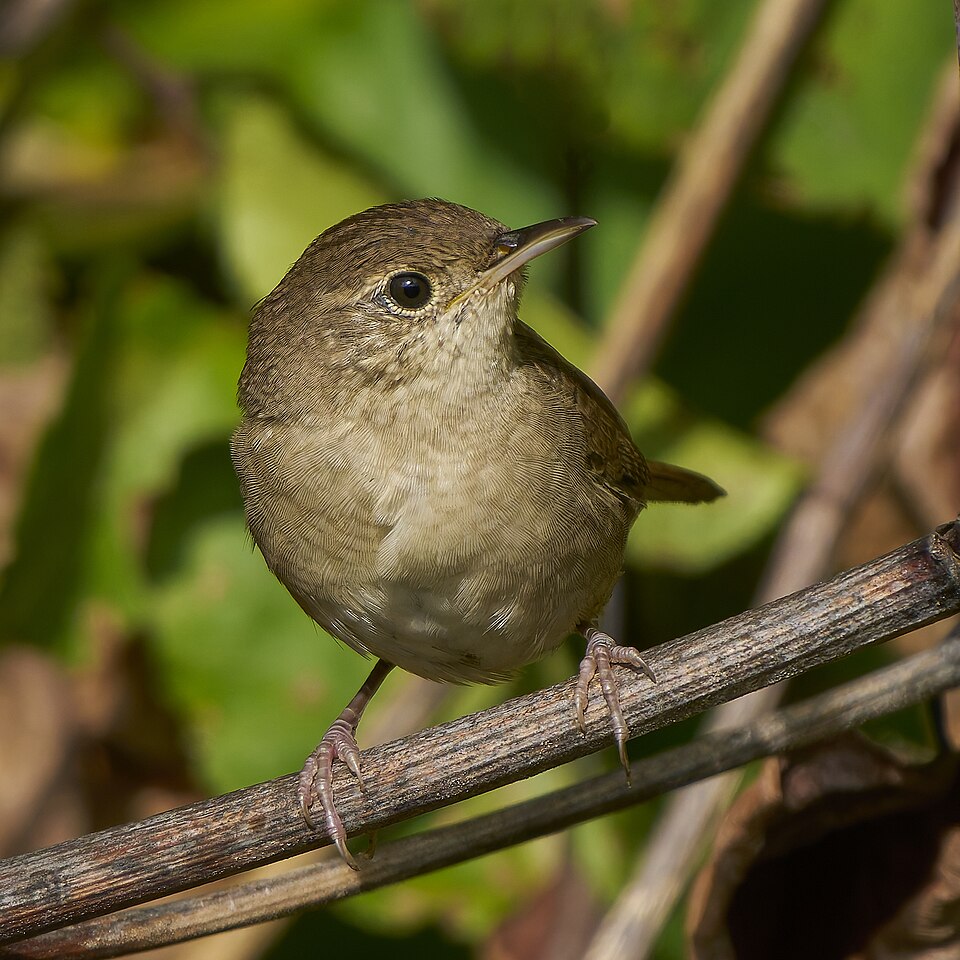 House Wren