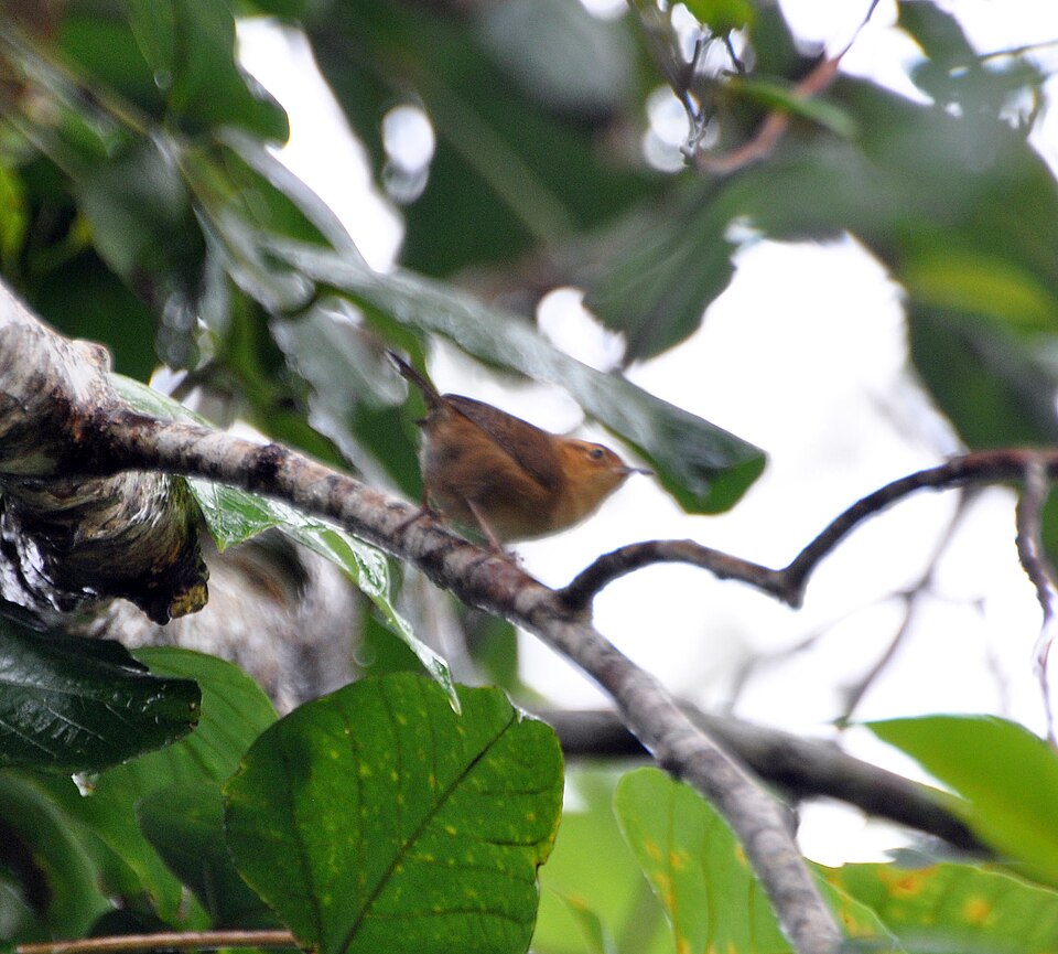 Ochraceous Wren