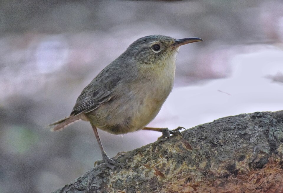 Socorro Wren