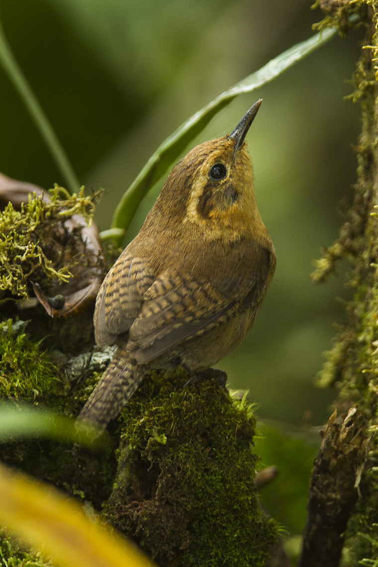 Mountain Wren