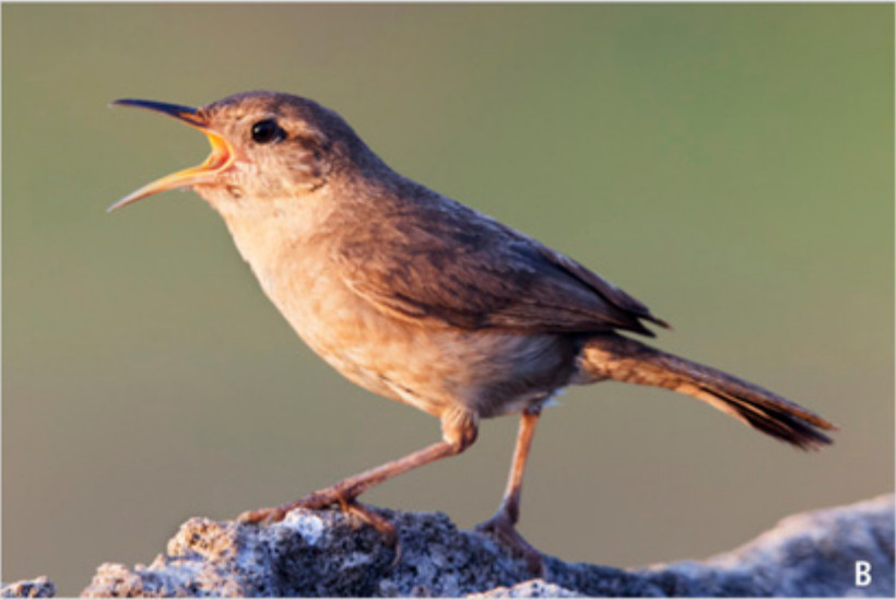 Clarion Wren