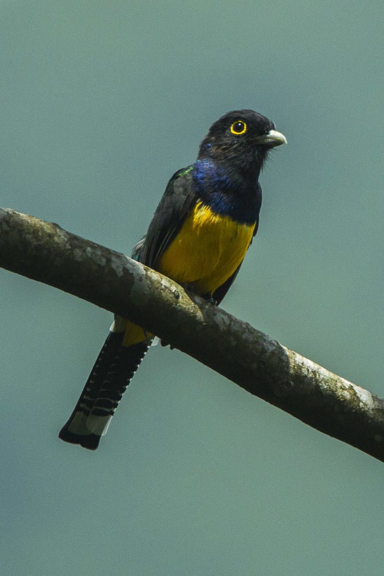 Gartered Trogon