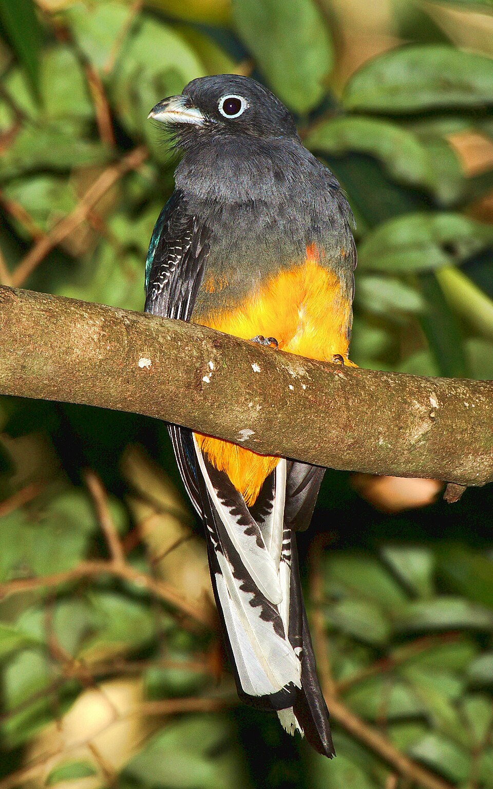 White-tailed Trogon