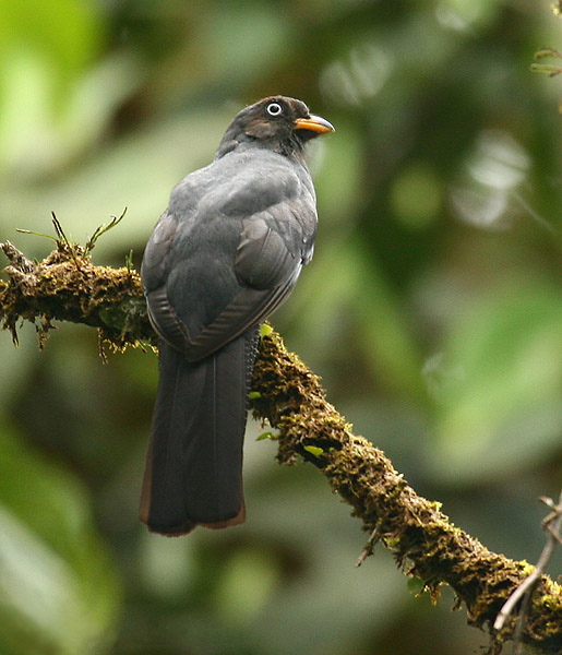 Lattice-tailed Trogon