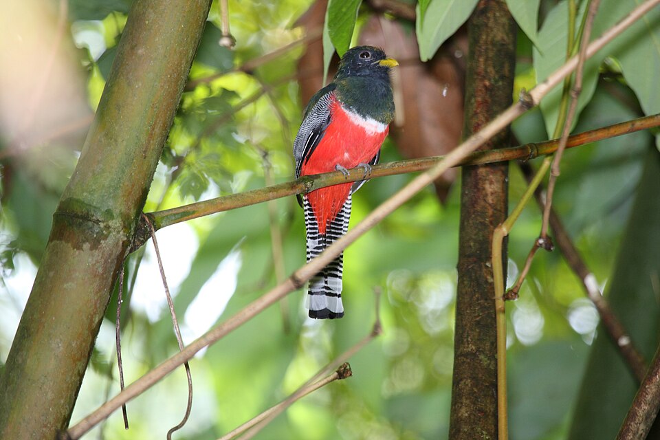 Collared Trogon