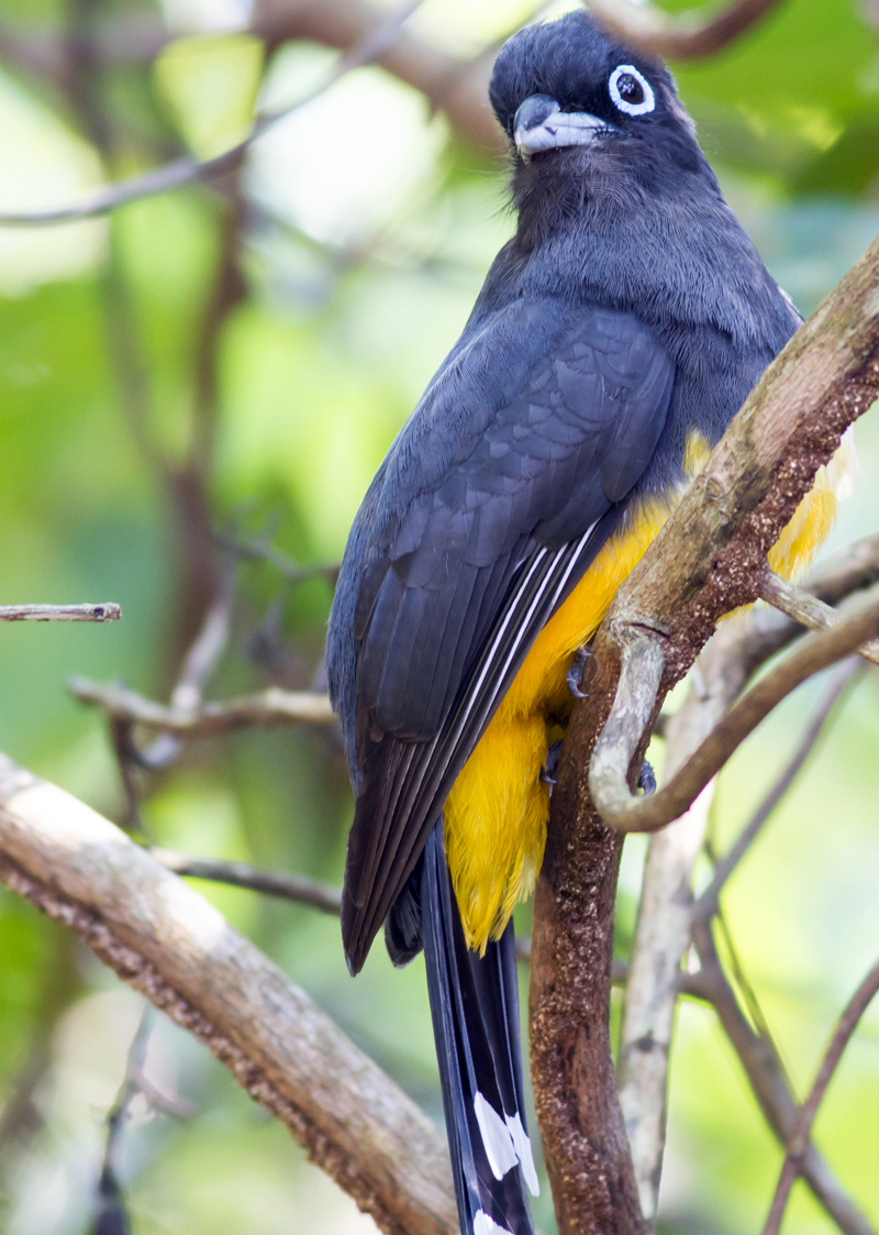 Black-headed Trogon