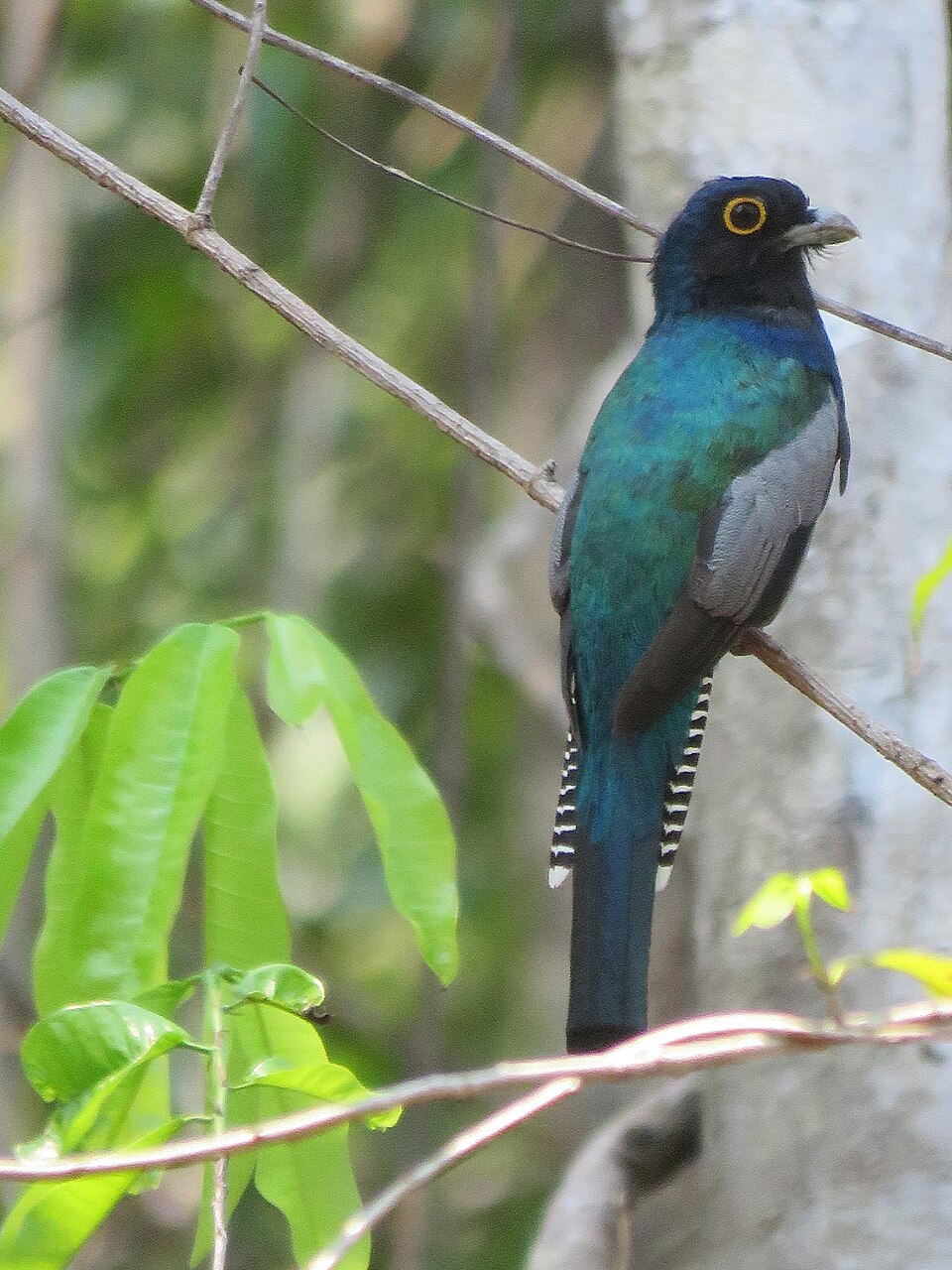 Amazonian Trogon
