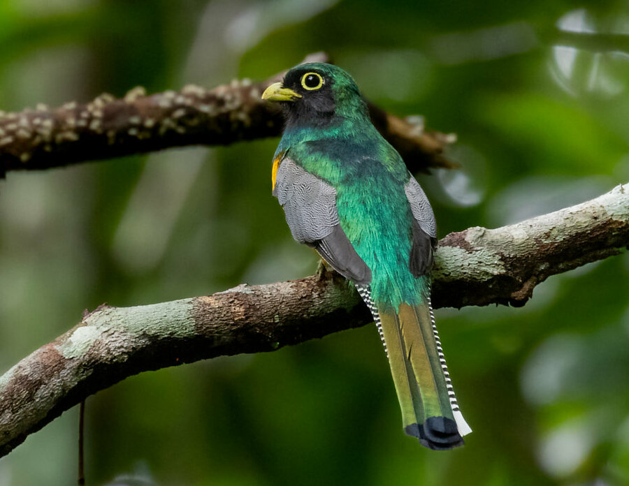 Black-throated Trogon
