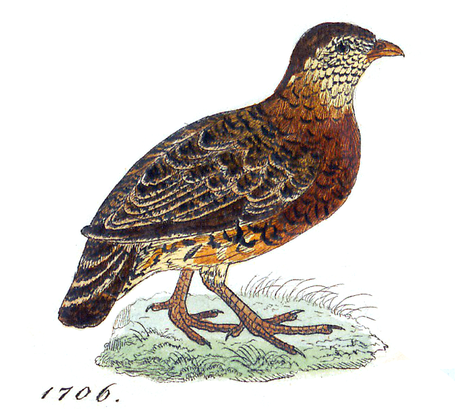 Chestnut-necklaced Partridge