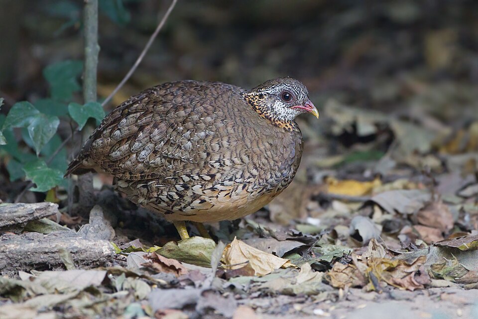 Green-legged Partridge