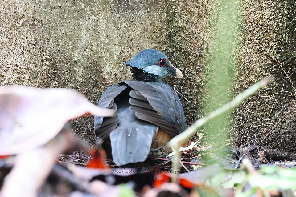 Thick-billed Ground Pigeon