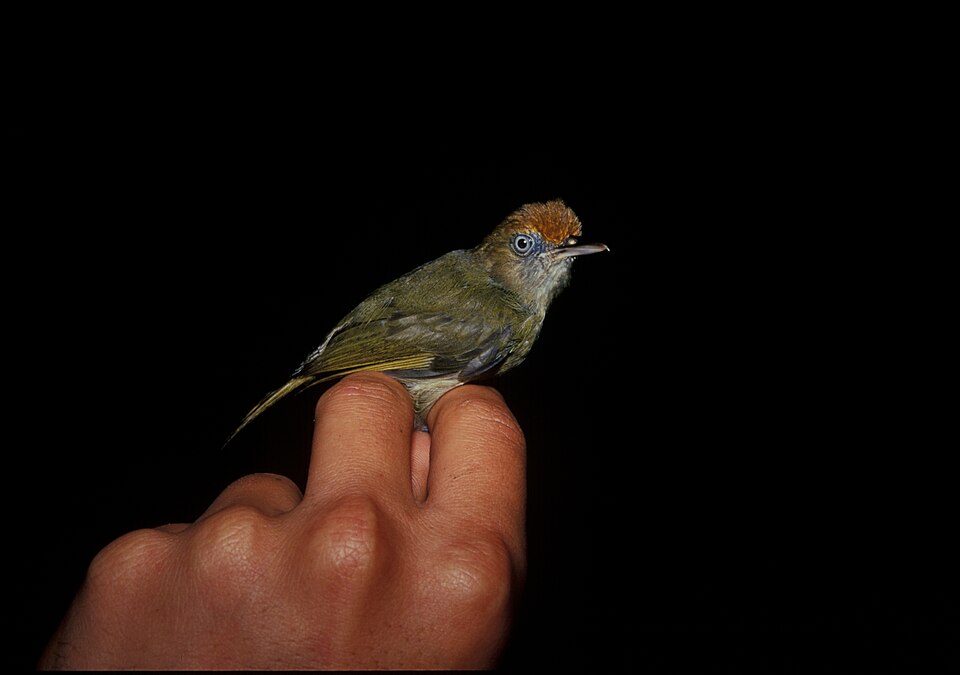Tawny-crowned Greenlet