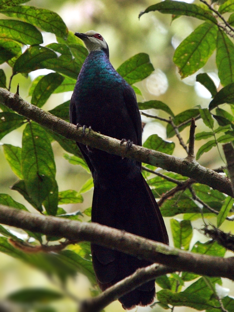 White-faced Cuckoo-Dove