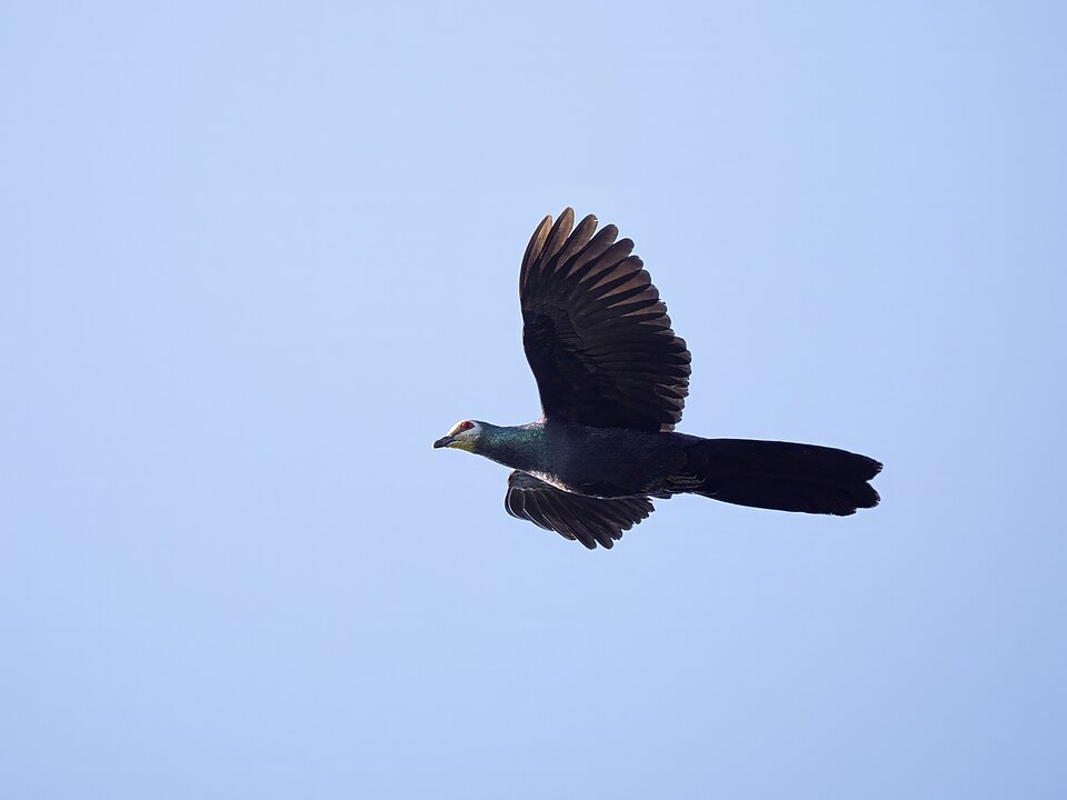 Sula Cuckoo-Dove
