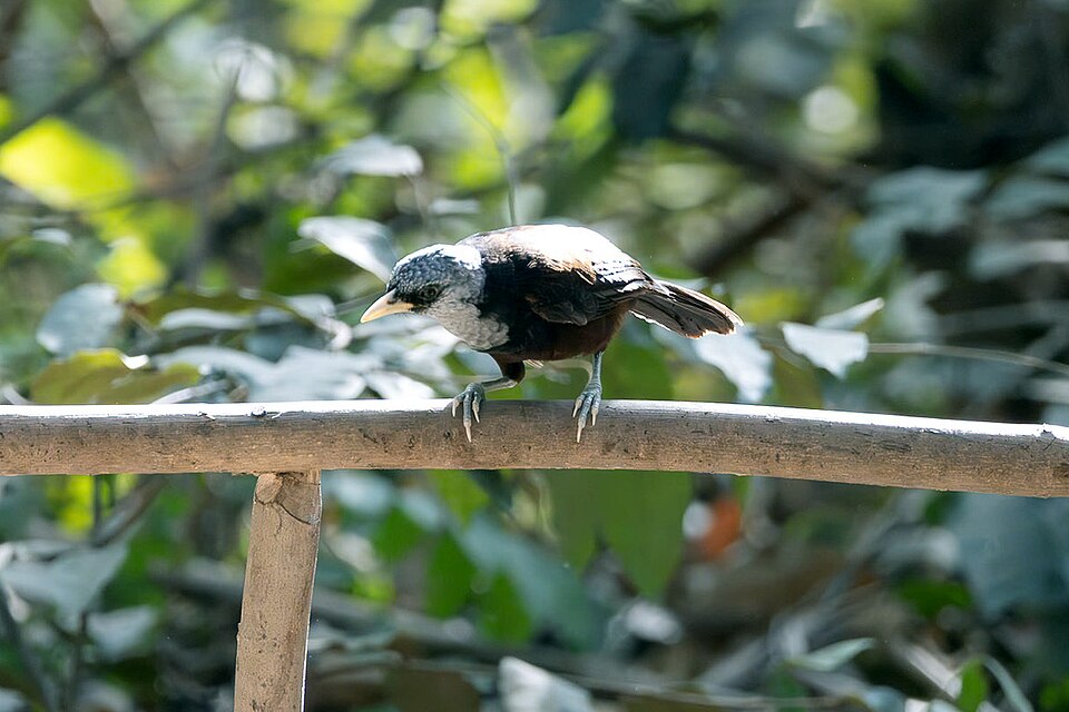 Capuchin Babbler