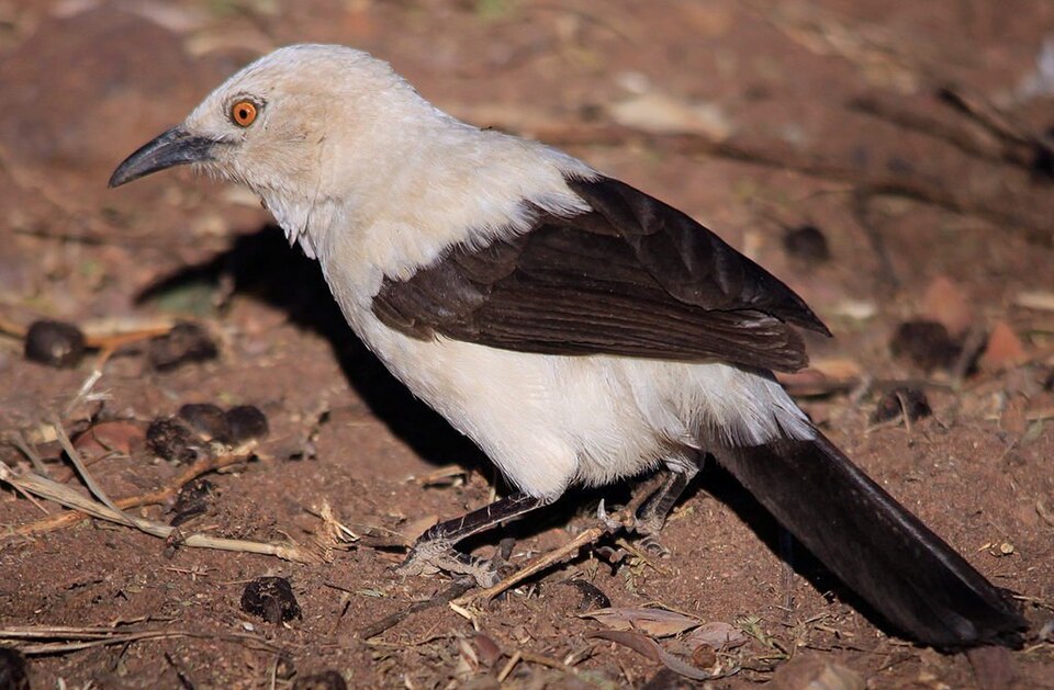 Southern Pied Babbler