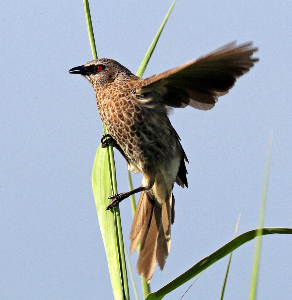 Hartlaub's Babbler