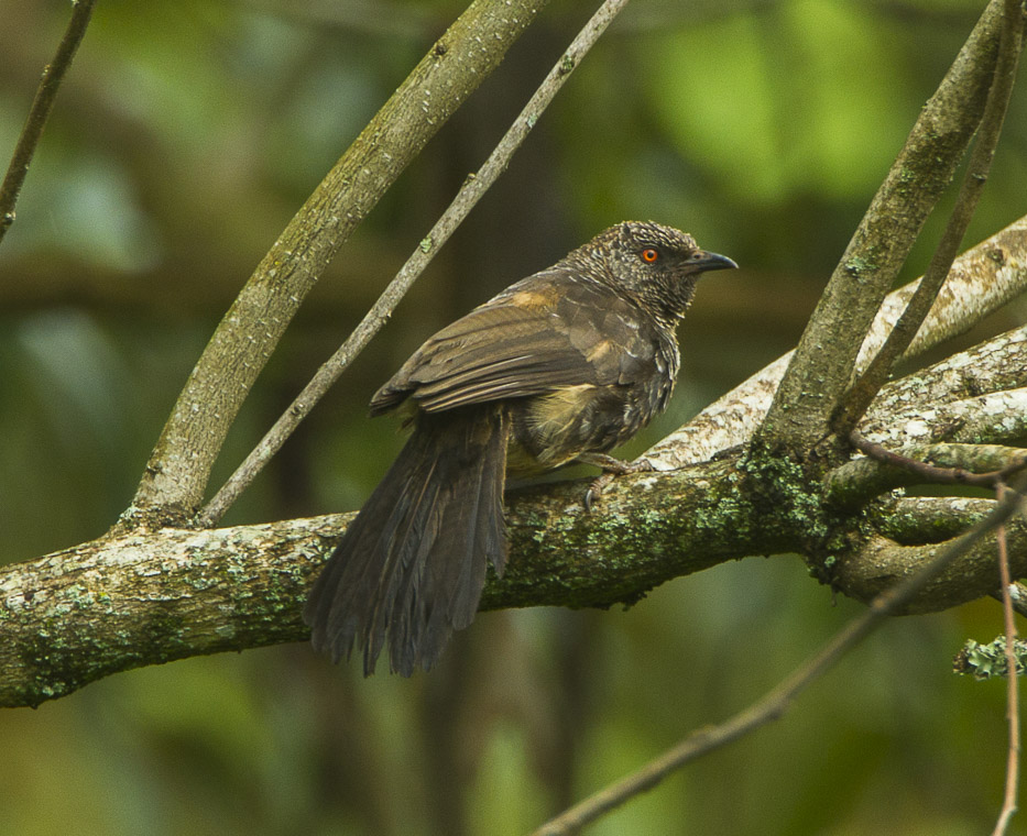 Hinde's Babbler