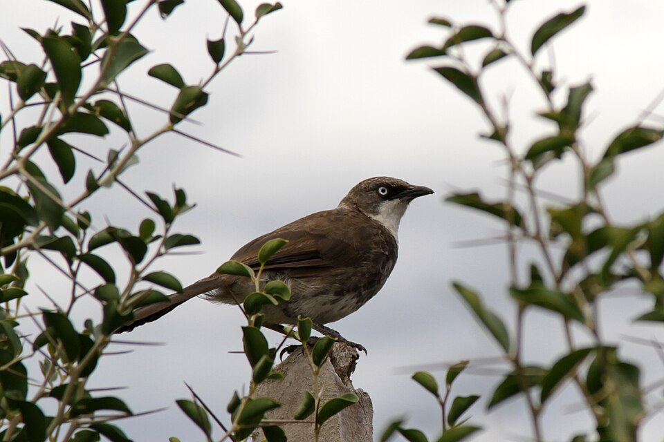 Northern Pied Babbler