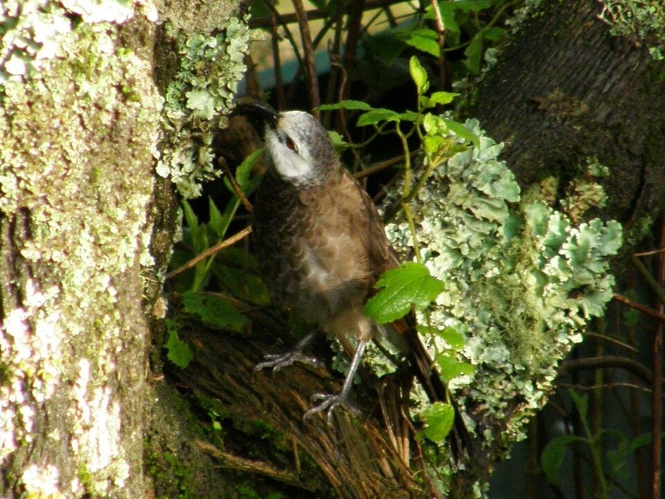 White-rumped Babbler