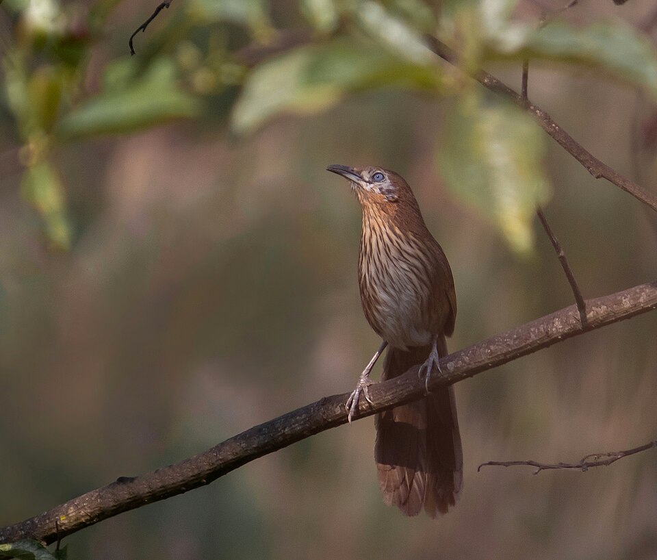 Spiny Babbler