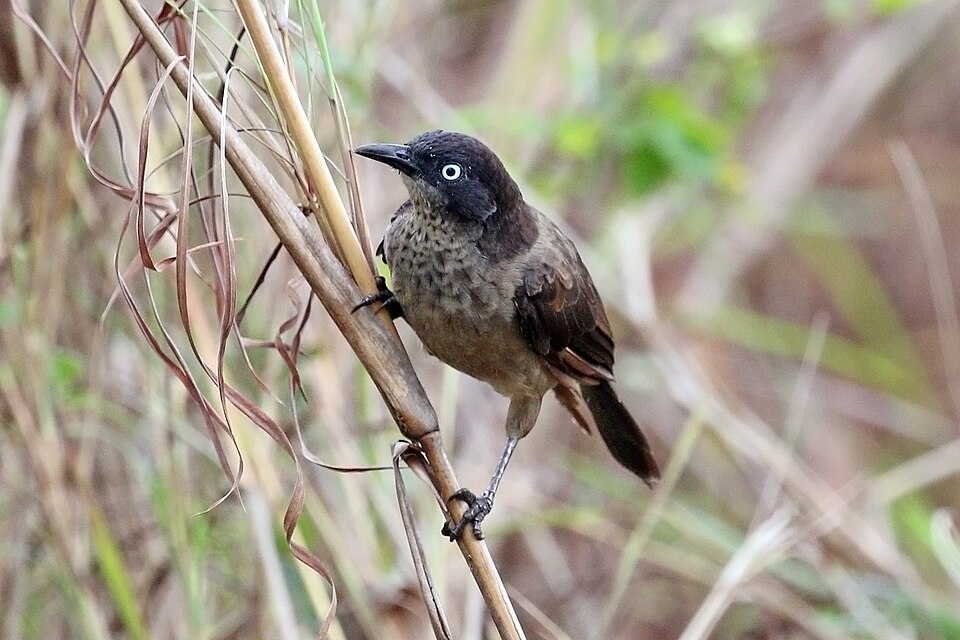 Blackcap Babbler