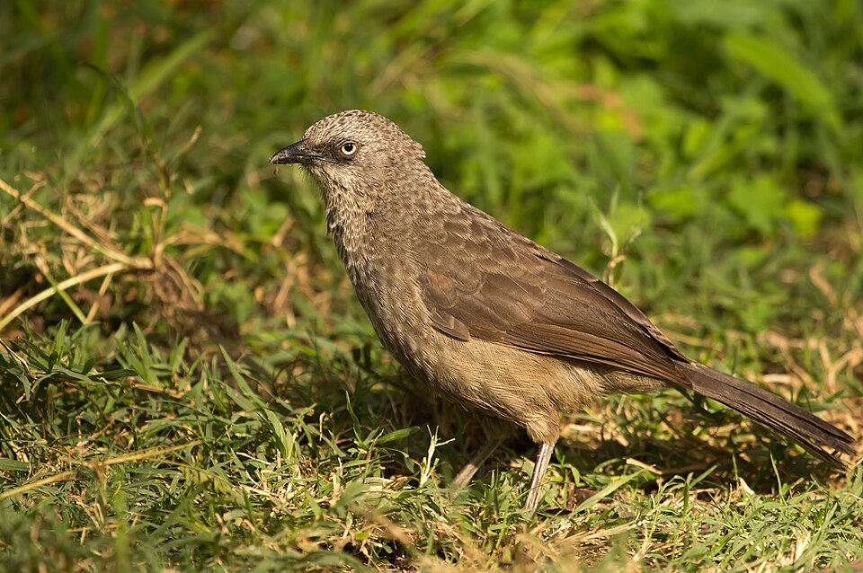 Black-lored Babbler