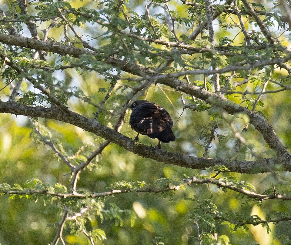 Dusky Babbler
