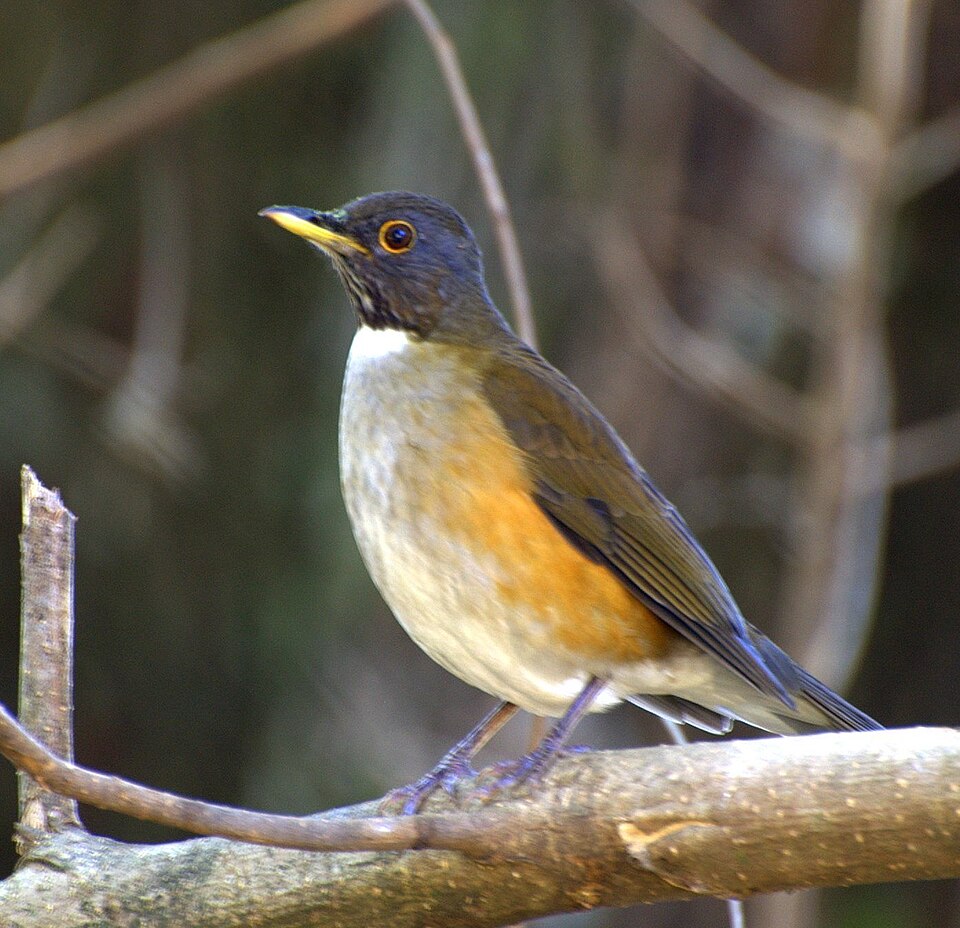 White-necked Thrush