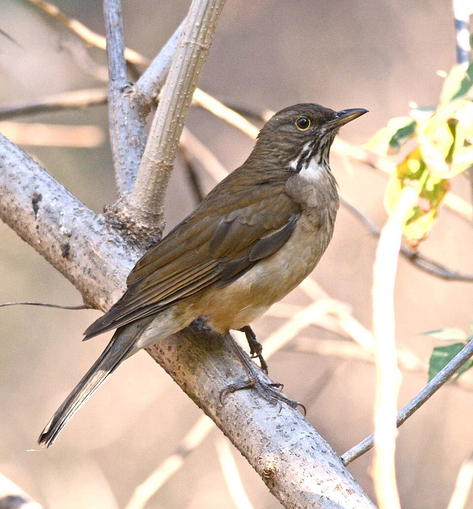 White-throated Thrush