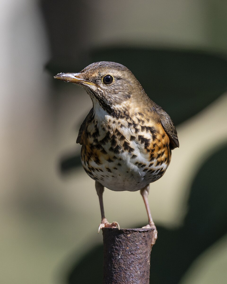 Japanese Thrush