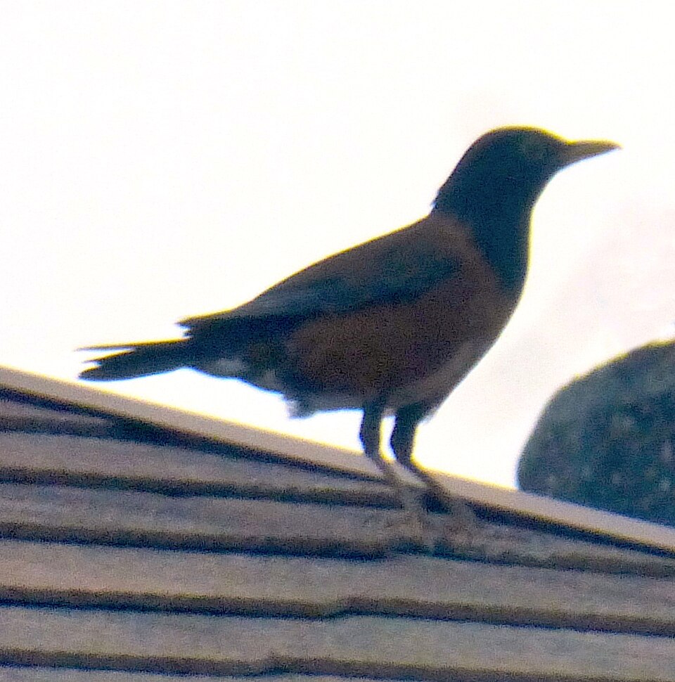 Izu Thrush