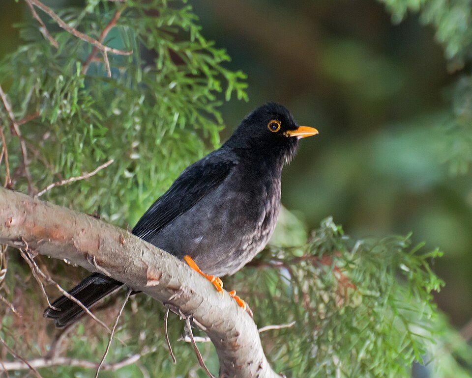 Yellow-legged Thrush