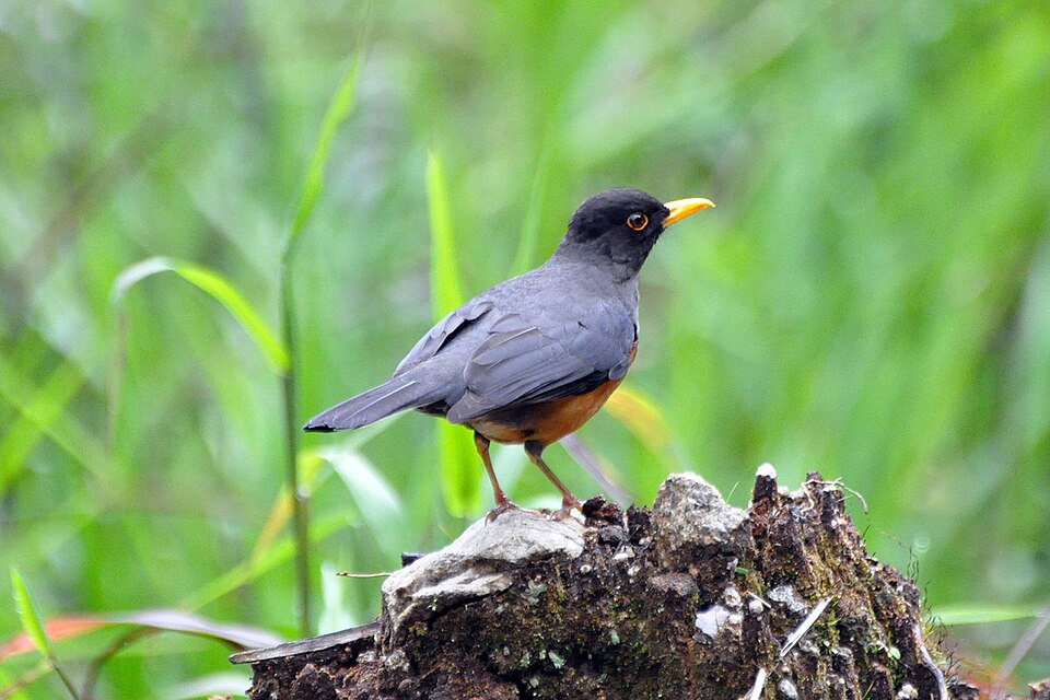 Chestnut-bellied Thrush