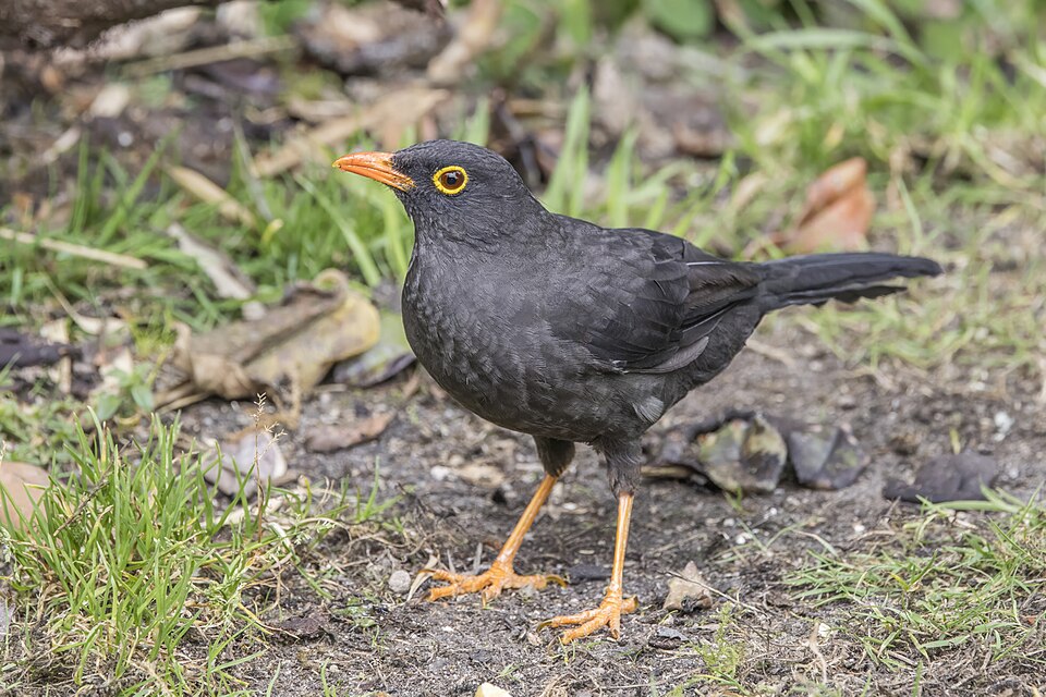 Great Thrush