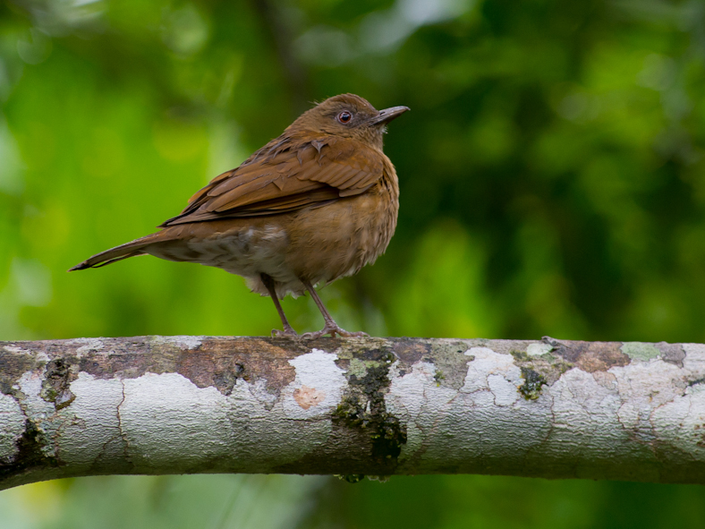 Hauxwell's Thrush