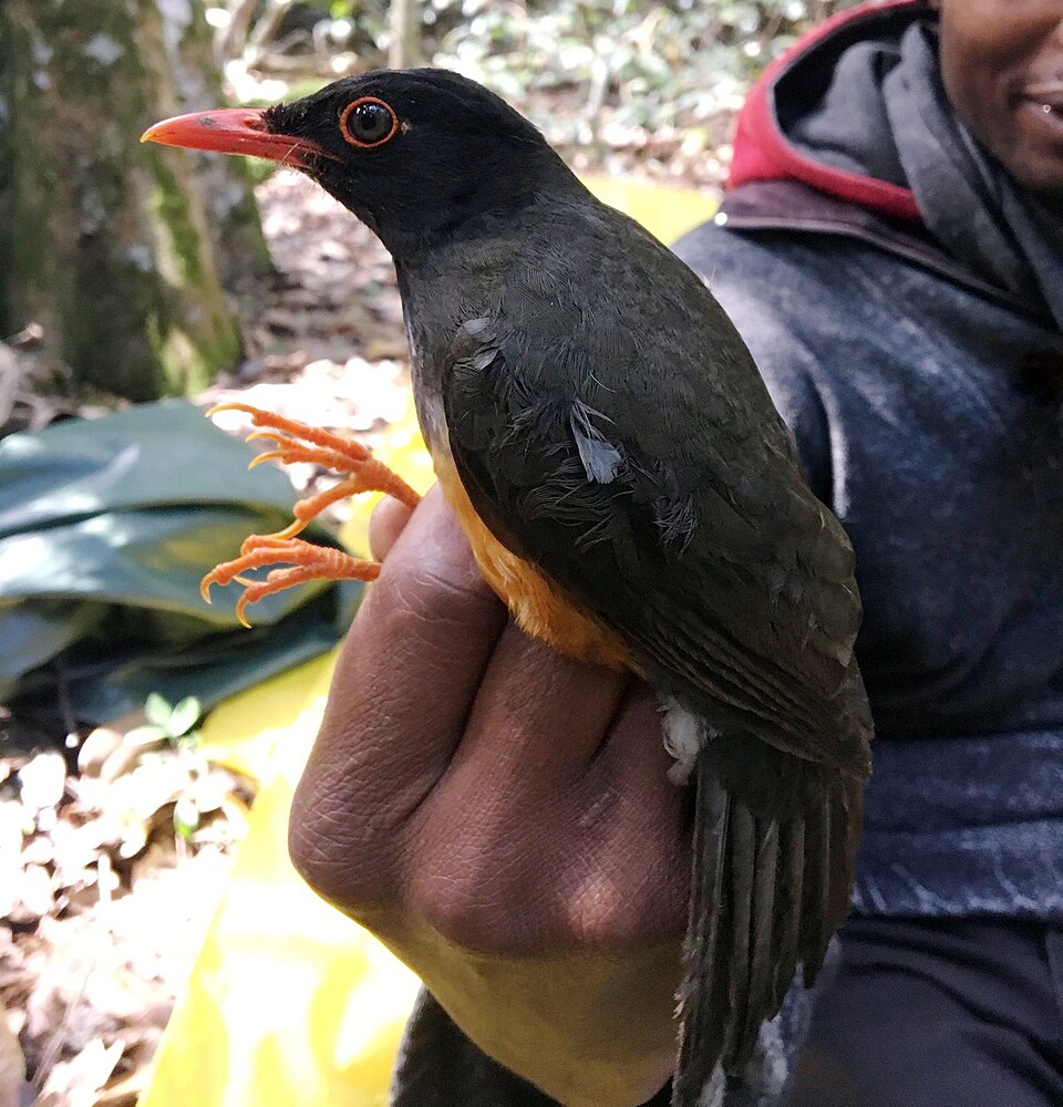 Taita Thrush
