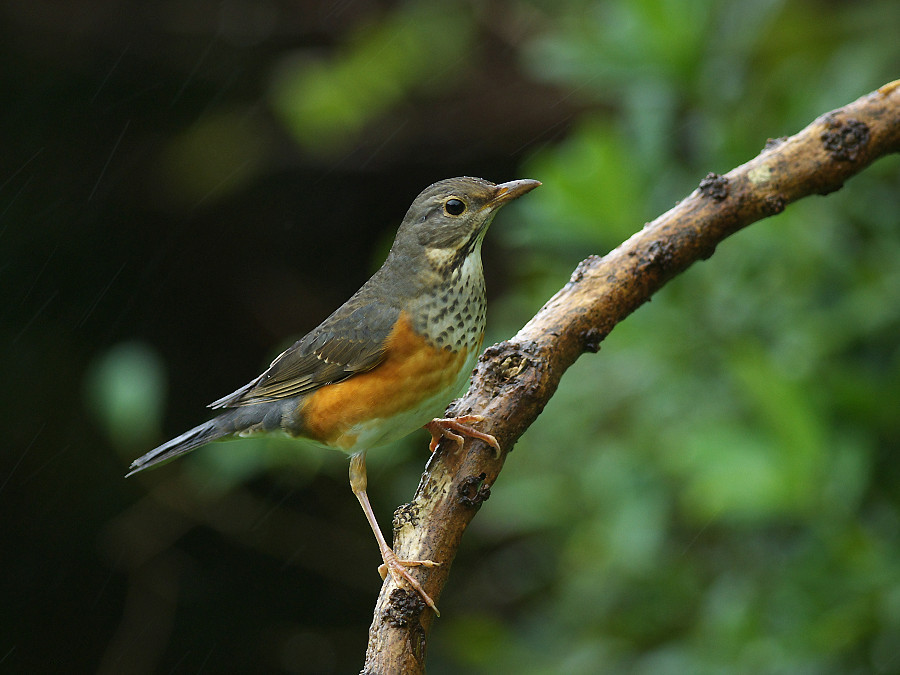 Grey-backed Thrush
