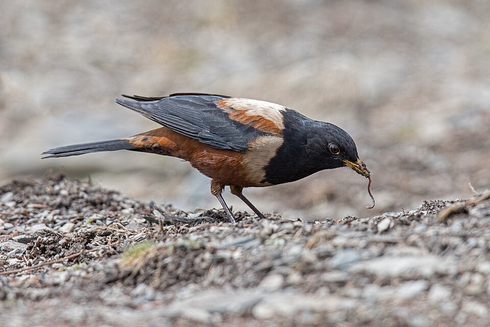 Kessler's Thrush